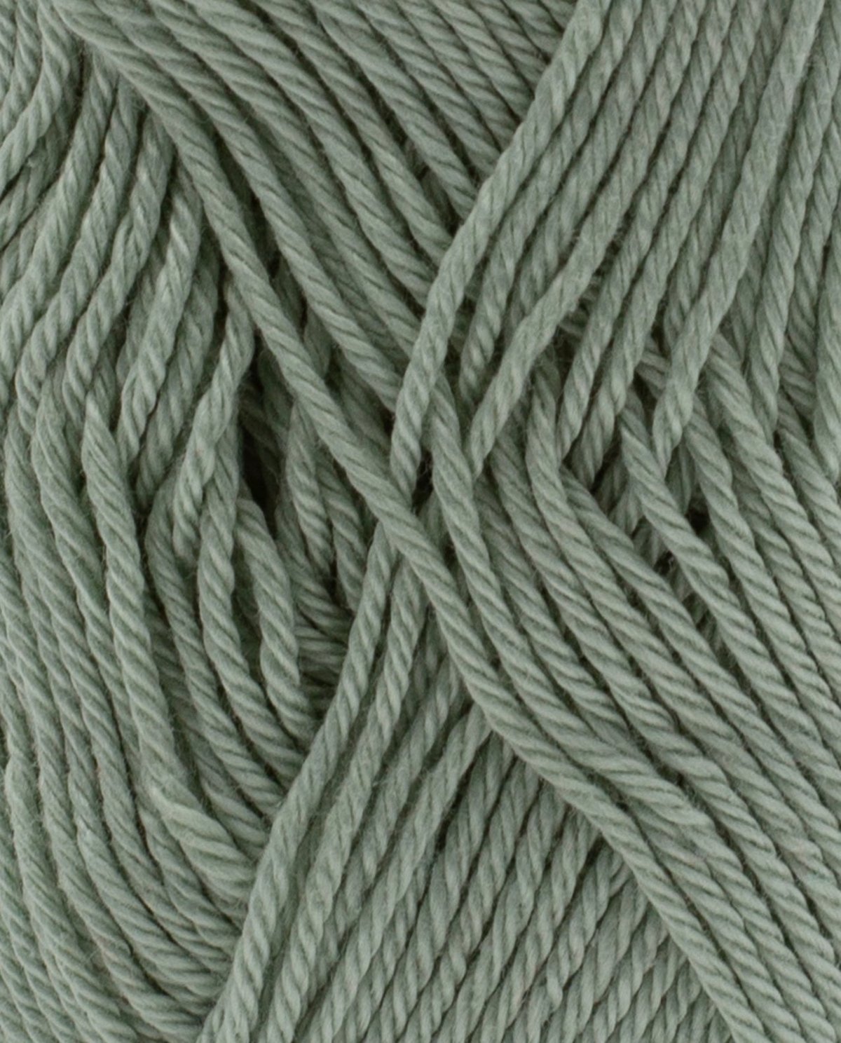 Coton 3